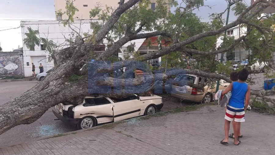 Un árbol aplastó dos autos en la costanera de Gualeguaychú Un árbol aplastó dos autos en la costanera de Gualeguaychú