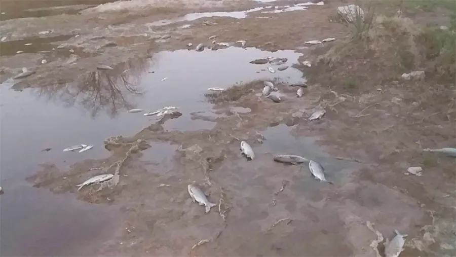 Peces muertos Peces muertos