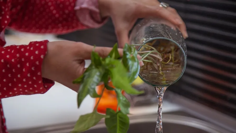 Utilizar arena húmeda en floreros y plantas acuáticas Utilizar arena húmeda en floreros y plantas acuáticas