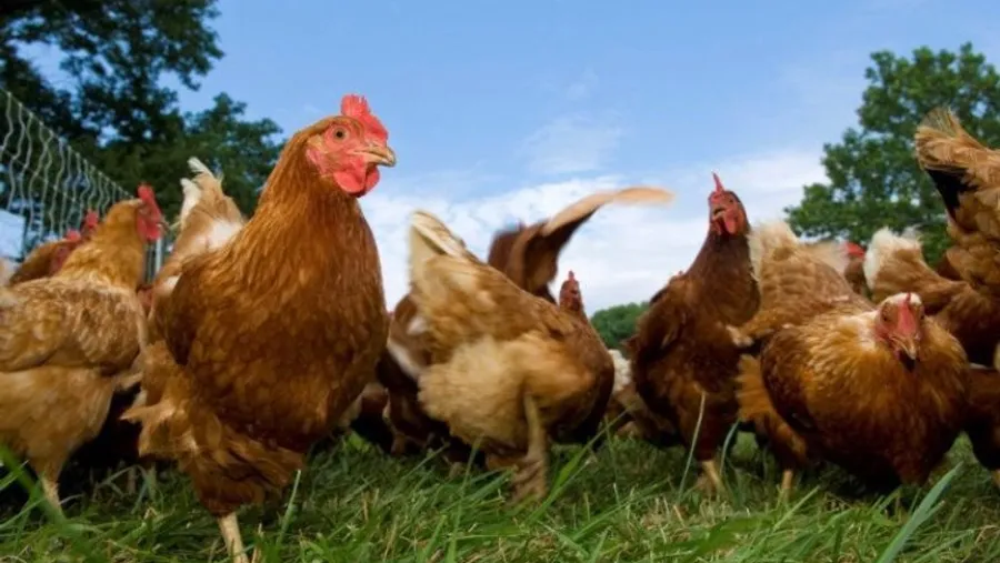 Pollo de Campo Pollo de Campo