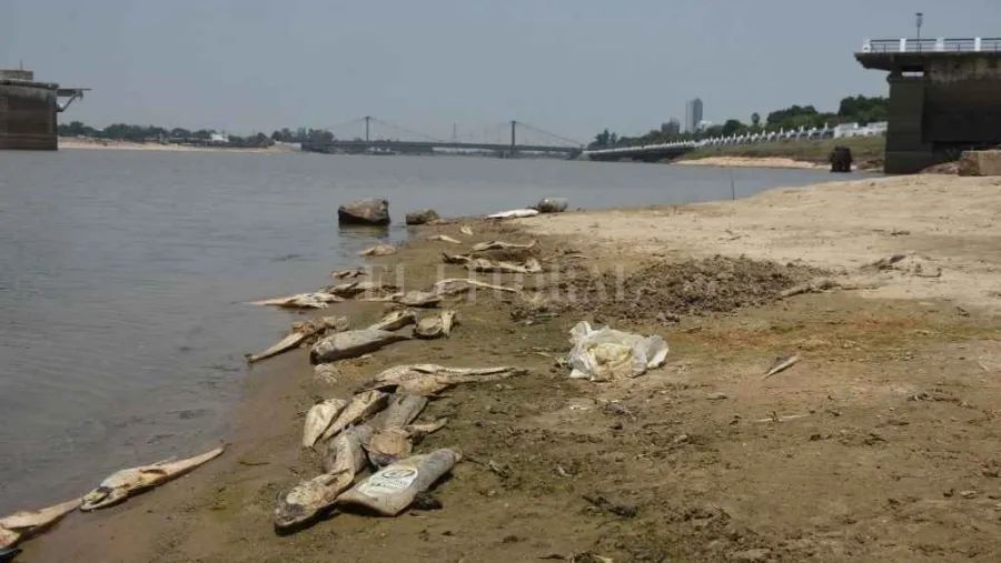 Advierten que por la bajante del río Paraná algunos peces ven afectada su reproducción Advierten que por la bajante del río Paraná algunos peces ven afectada su reproducción