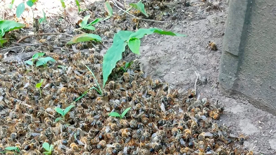 abejas abejas