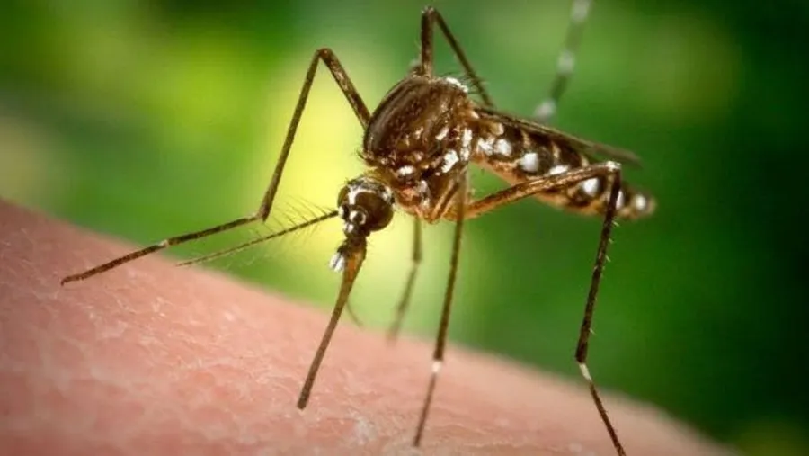 Aedes Aegipty Aedes Aegipty