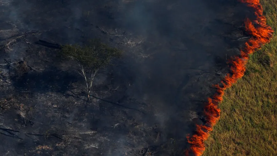 Lo que está sucediendo en el Amazonas con los incendios, tiene su origen en los agrotóxicos, el desmonte nativo, la expansión de la agricultura sin controles y el extractivismo en todas sus formas, entre otros males. Lo que está sucediendo en el Amazonas con los incendios, tiene su origen en los agrotóxicos, el desmonte nativo, la expansión de la agricultura sin controles y el extractivismo en todas sus formas, entre otros males.
