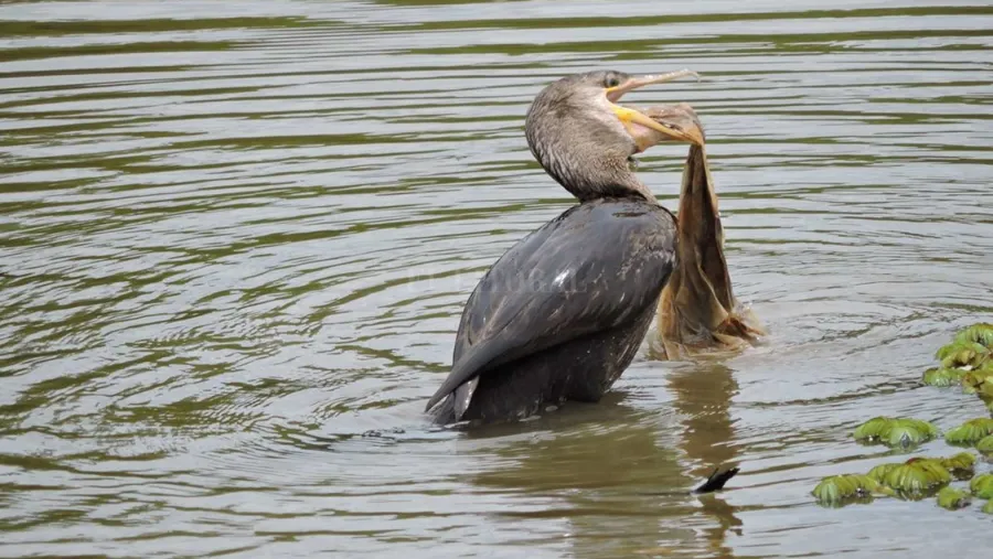 Un estudio relevó la grave afectación de la fauna local por contaminación en el río Paraná Un estudio relevó la grave afectación de la fauna local por contaminación en el río Paraná