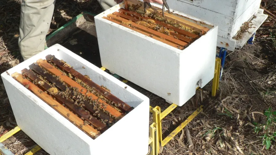 La resolución abarca a la producción de abejas La resolución abarca a la producción de abejas