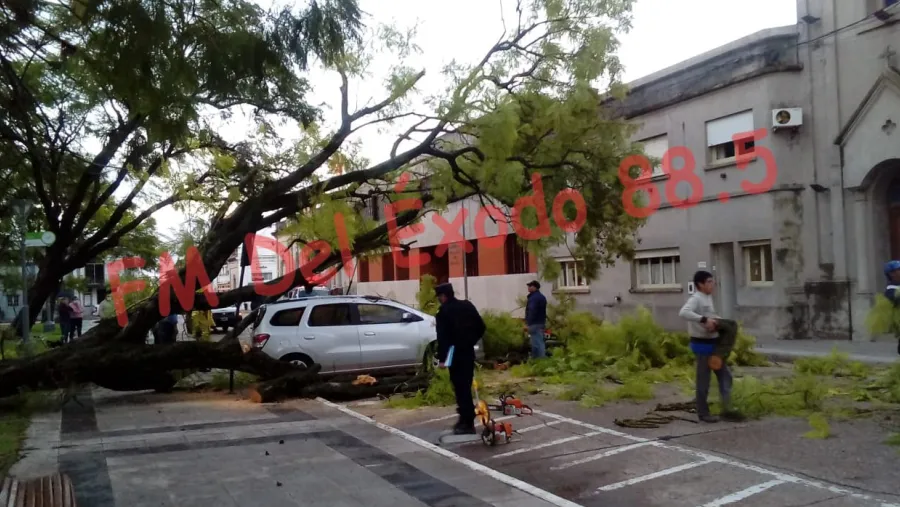 árbol caído en Nogoyá árbol caído en Nogoyá