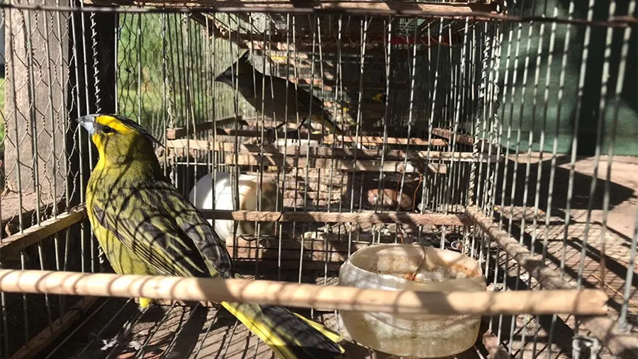 Los cuatro ejemplares de cardenales amarillos fueron rescatados de domicilios particulares y liberados en la Reserva El Potrero de Gualeguaychú. Los cuatro ejemplares de cardenales amarillos fueron rescatados de domicilios particulares y liberados en la Reserva El Potrero de Gualeguaychú.