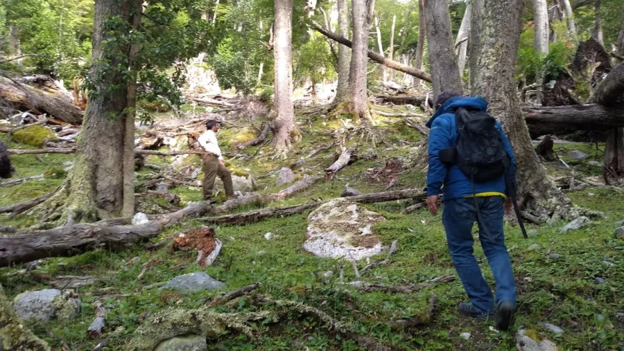 bosques nativos bosques nativos