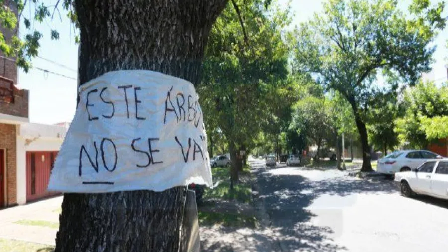 La Justicia llamó a una audiencia de conciliación por la tala en calle Racedo La Justicia llamó a una audiencia de conciliación por la tala en calle Racedo