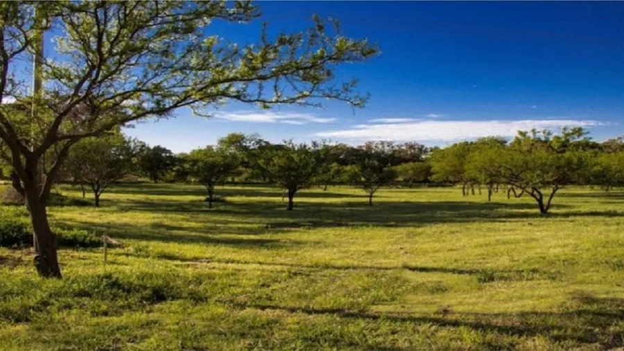 Campo Campo