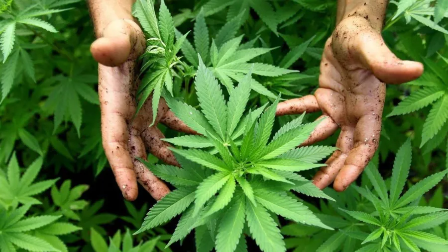 Cannabis Cannabis