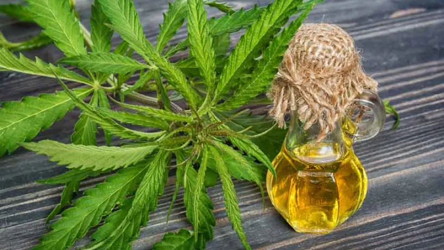 Aceite de cannabis 