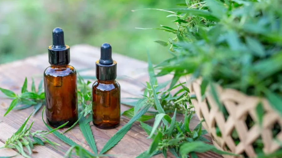 cannabhis medicinal cannabis medicinal