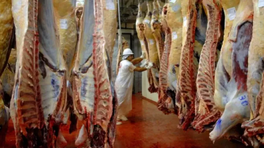 Carne carne