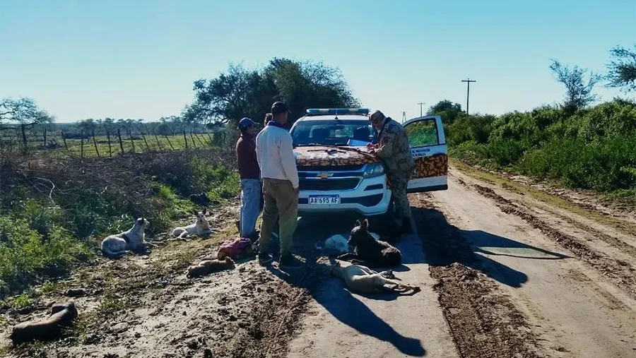 La caza furtiva está haciendo estragos en los campos de la zona Sur de la provincia. La caza furtiva está haciendo estragos en los campos de la zona Sur de la provincia.