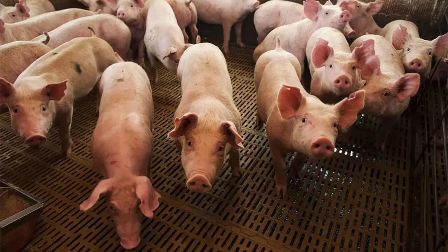 La Argentina hoy produce unas 750 mil toneladas de carne porcina. La Argentina hoy produce unas 750 mil toneladas de carne porcina.