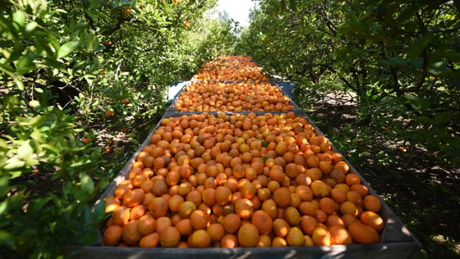 Productores citrícolas. Productores citrícolas.