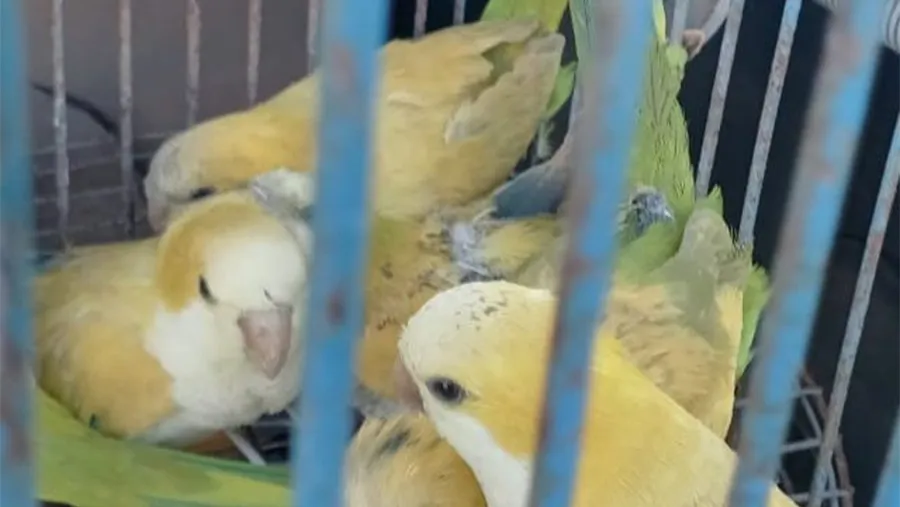 En total se secuestraron tres jaulas y 15 aves. En total se secuestraron tres jaulas y 15 aves.