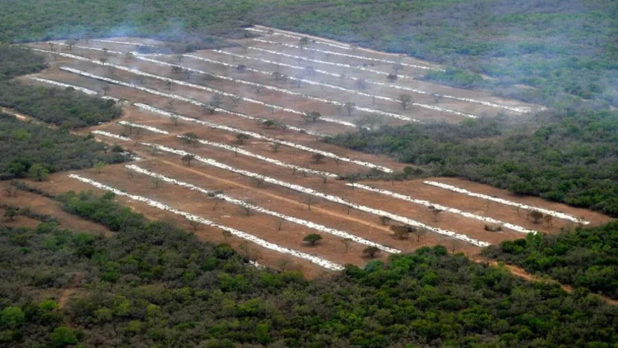 Deforestación Deforestación