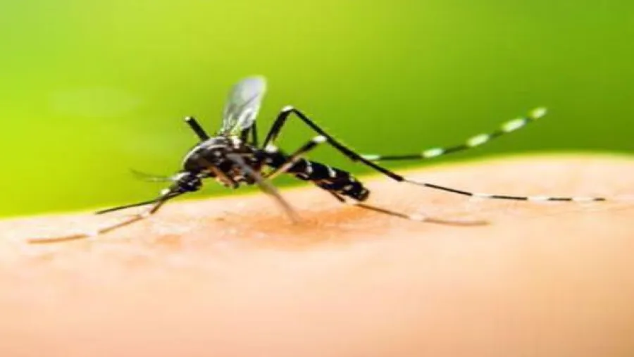Comenzó en Paraná la campaña de prevención del dengue Comenzó en Paraná la campaña de prevención del dengue