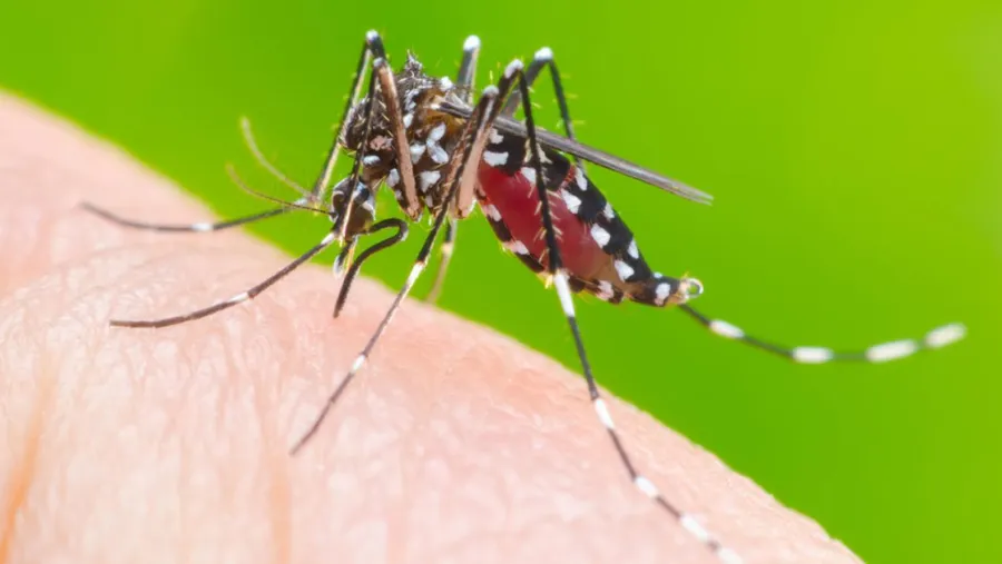 Dengue.