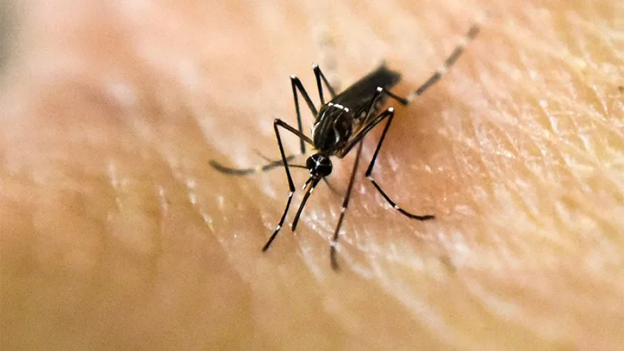 dengue mosquito dengue mosquito