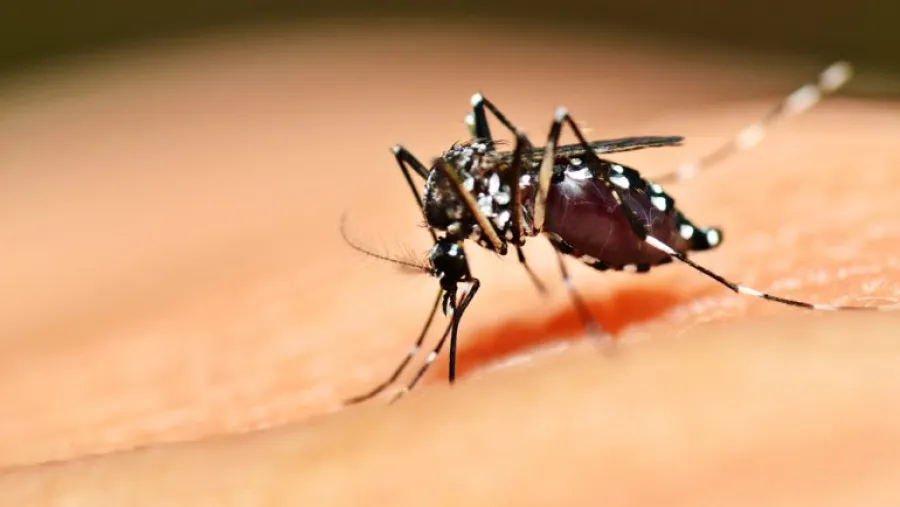 Dengue Dengue