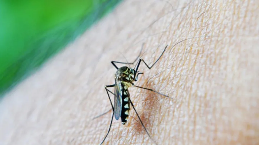 Dengue Dengue