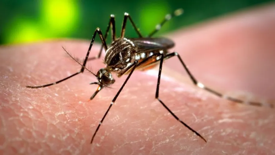 Aedes Aegypti Aedes Aeyipti