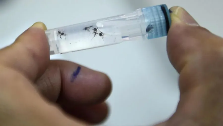 dengue mosquitos dengue mosquitos