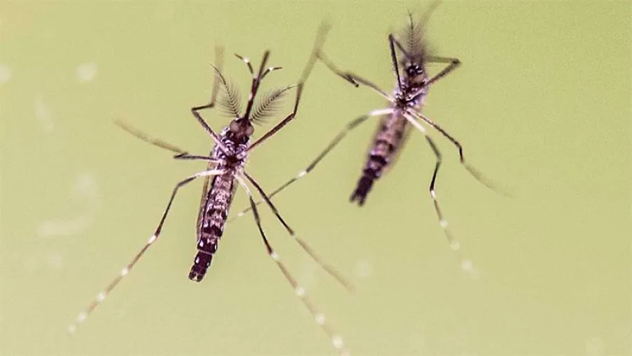 dengue mosquito dengue mosquito