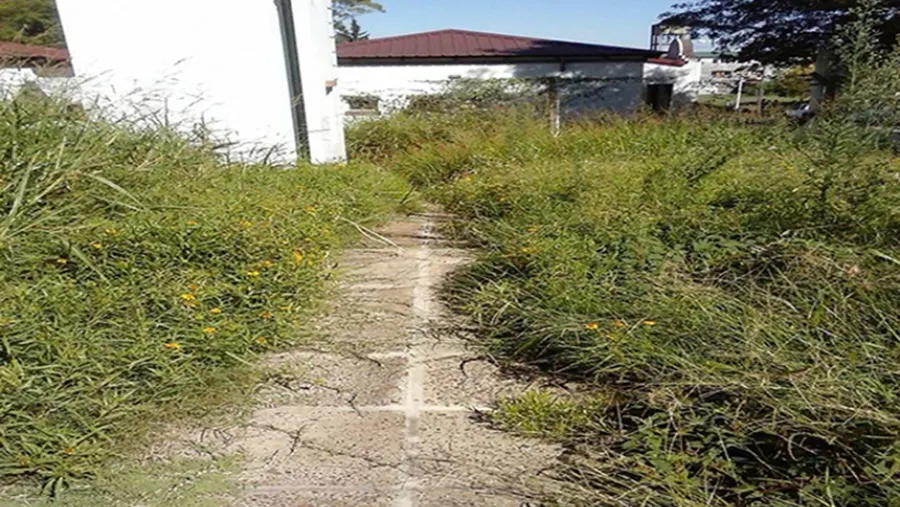 escuela con malezas en Paraná escuela con malezas en Paraná