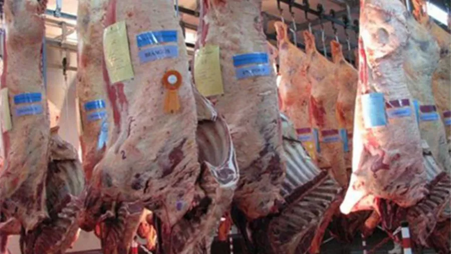 Carne Carne