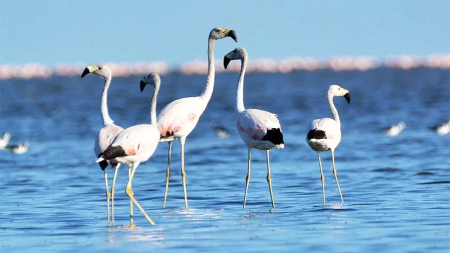 Flamencos en la laguna de Mar Chiquita o Mar de Ansenuza, al noreste de Córdoba. Flamencos en la laguna de Mar Chiquita o Mar de Ansenuza, al noreste de Córdoba.