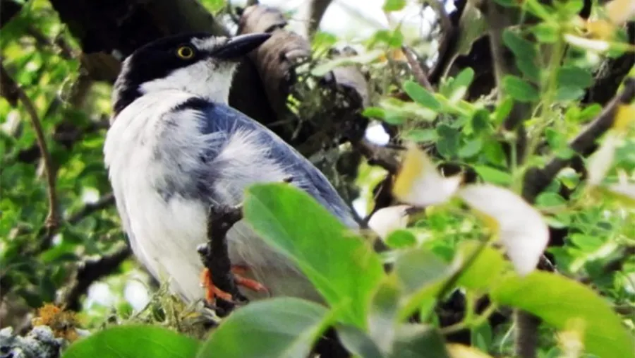El registro del Frutero cabeza negra fue realizado por integrantes del Club de Amigos de Aves Silvestres que lo observaron en un hábitat característico de Feliciano. El registro del Frutero cabeza negra fue realizado por integrantes del Club de Amigos de Aves Silvestres que lo observaron en un hábitat característico de Feliciano.