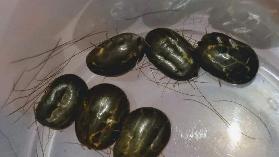garrapatas garrapatas