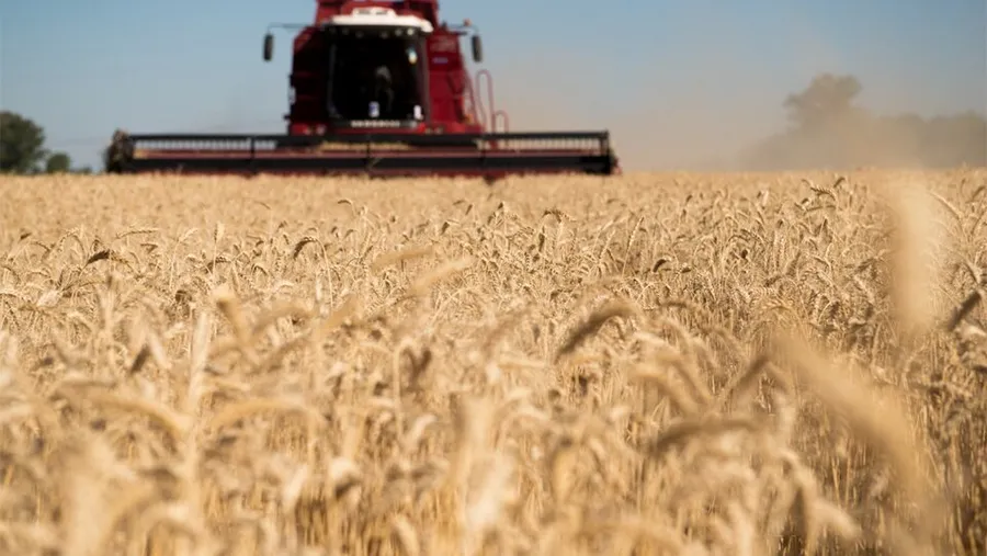 El precio internacional del trigo subió casi 20 por ciento mensual en marzo. El precio internacional del trigo subió casi 20 por ciento mensual en marzo.