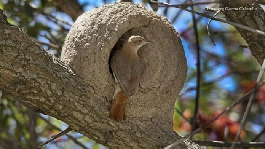 Hornero Hornero