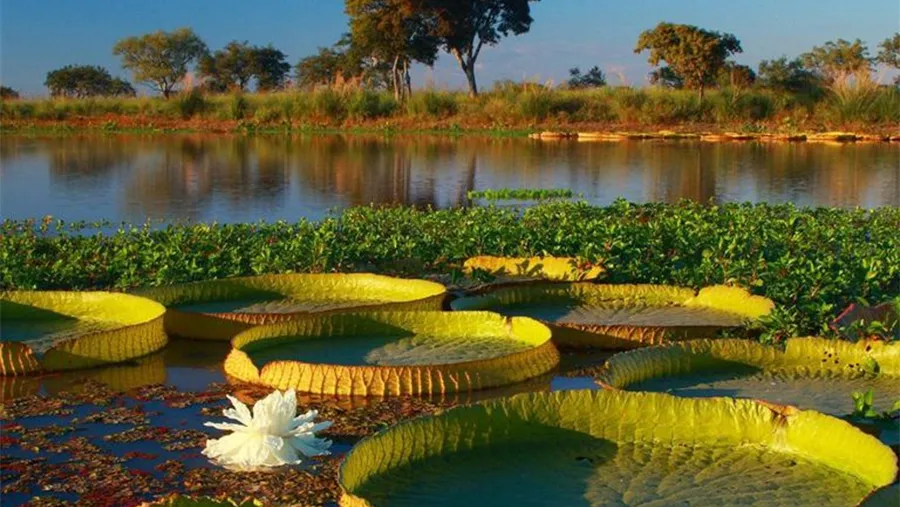 En el Día Mundial de los Humedales distintas organizaciones advierten sobre las amenazas que estos ecosistemas enfrentan por parte de las industrias agropecuaria e inmobiliaria. El Delta del Paraná fue uno de los más afectados por los incendios en el 2020, con más de 30.000 focos activos y 300.000 hectáreas arrasadas. En el Día Mundial de los Humedales distintas organizaciones advierten sobre las amenazas que estos ecosistemas enfrentan por parte de las industrias agropecuaria e inmobiliaria. El Delta del Paraná fue uno de los más afectados por los incendios en el 2020, con más de 30.000 focos activos y 300.000 hectáreas arrasadas.