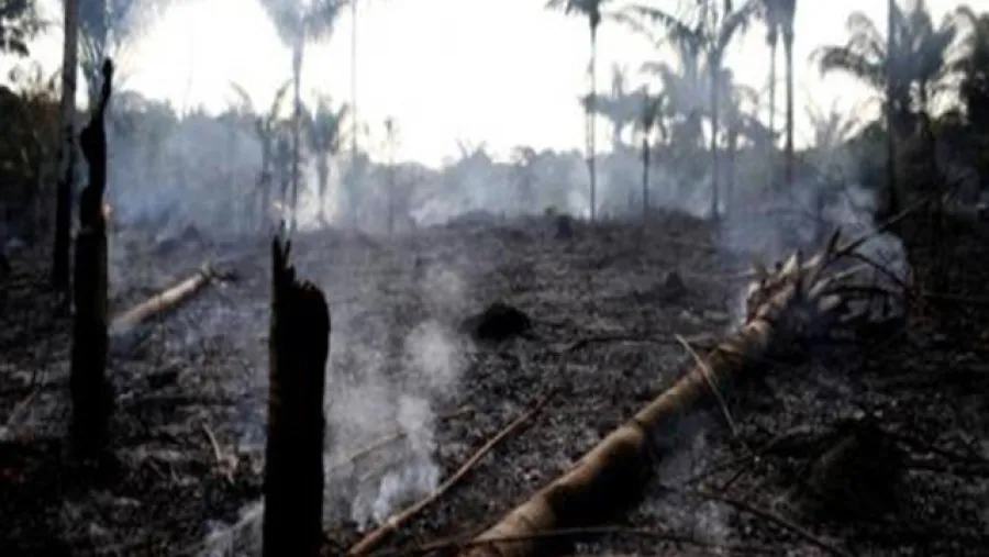 incendio Amazonas incendio Amazonas