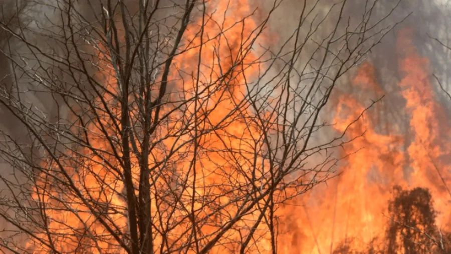 Ley de manejo del fuego.