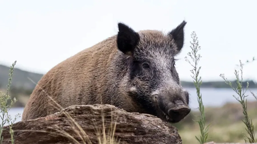 Una especie invasora, un jabalí (Sus scrofa) en las proximidades de la Reserva Florofaunística de La Florida en la provincia de San Luis. Una especie invasora, un jabalí (Sus scrofa) en las proximidades de la Reserva Florofaunística de La Florida en la provincia de San Luis.