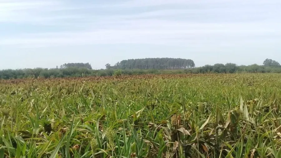 Denunciaron fumigación aérea sobre un campo en el que desarrollan actividades educativas Denunciaron fumigación aérea sobre un campo en el que desarrollan actividades educativas
