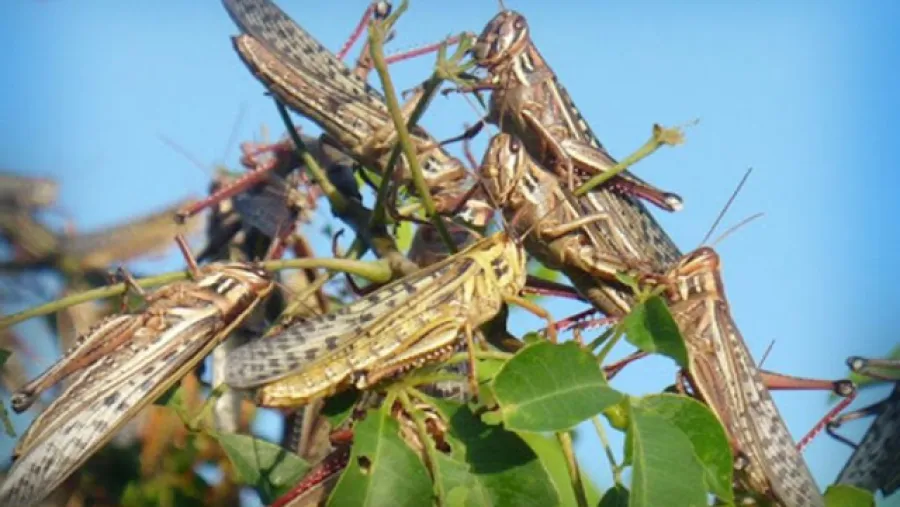 plaga de langostas plaga de langostas