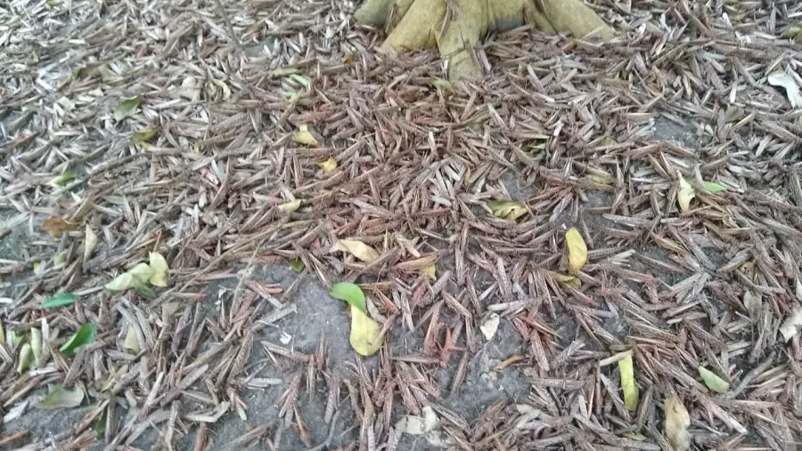 Langostas Langostas