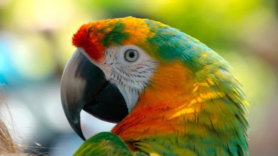 Loro Loro