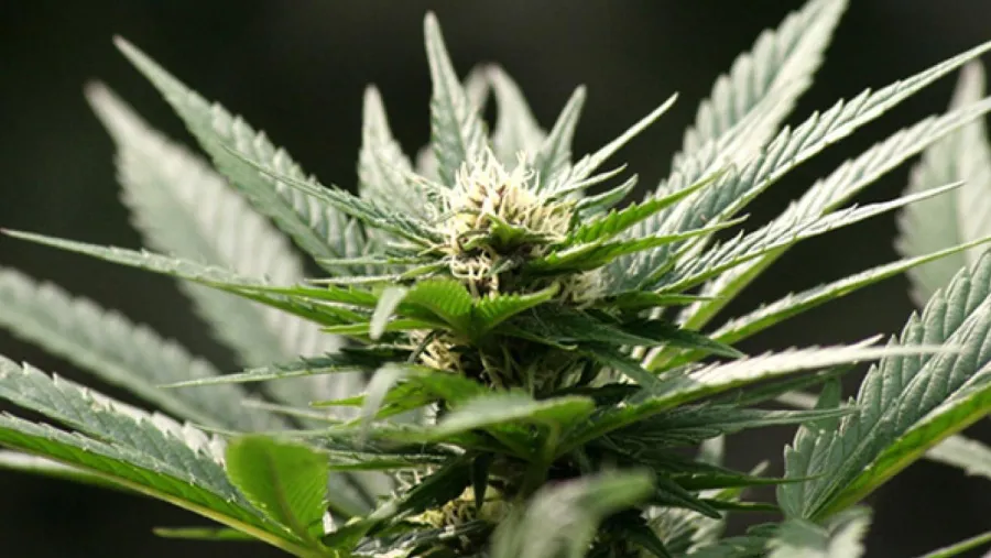 Flor marihuana Flor marihuana