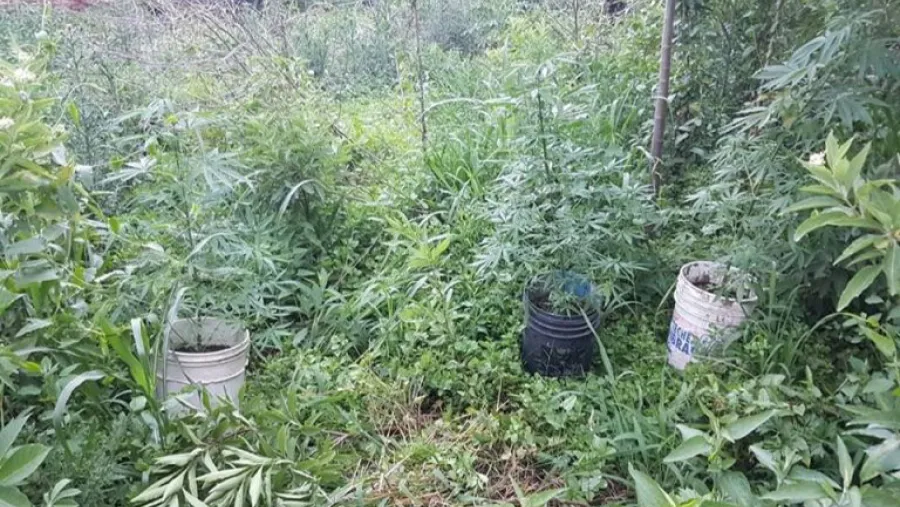 marihuana plantación marihuana plantación