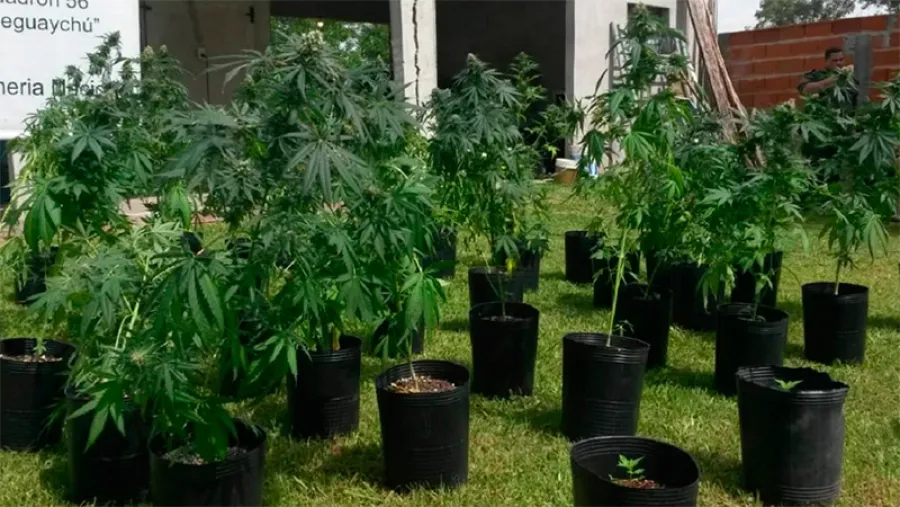 Plantas Plantas
